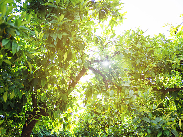 イメージ：マインドフルネス